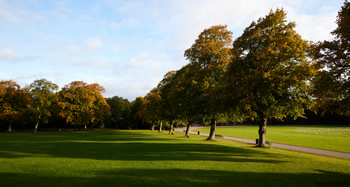 Queens Park trees alternate This landscape photograph captures the tranquil beauty of Queen's Park in the United Kingdom during an early autumn morning. The main subjects are the alternating rows of trees, their foliage beginning to show golden and orange hues as the season transitions. Sunlight casts long shadows across the expansive grassy areas, highlighting the natural setting. The park's pathways wind between the trees, providing structure to the serene nature scene. The photograph exemplifies the lush environment and organized layout typical of Queen's Park, emphasizing its role as a cherished outdoor space within the United Kingdom.